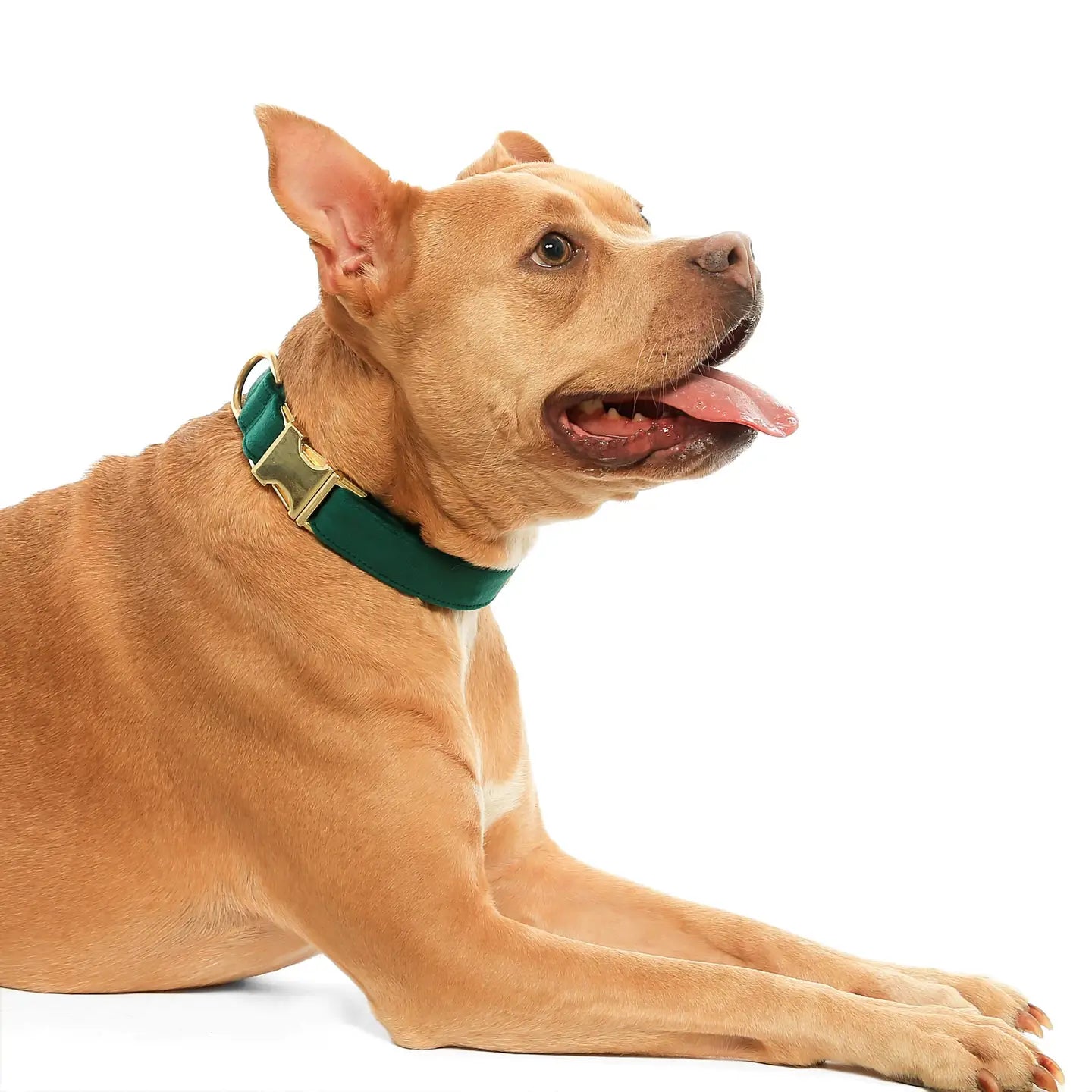 The Foggy Dog Evergreen Velvet Collar