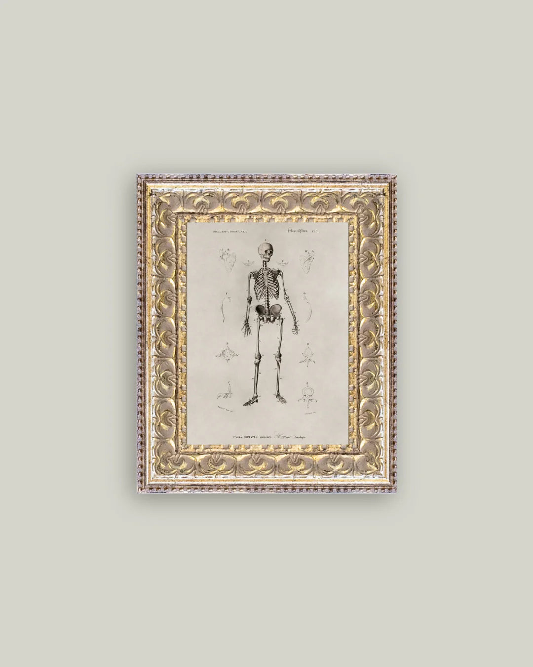 Skeleton Anatomy Framed Art
