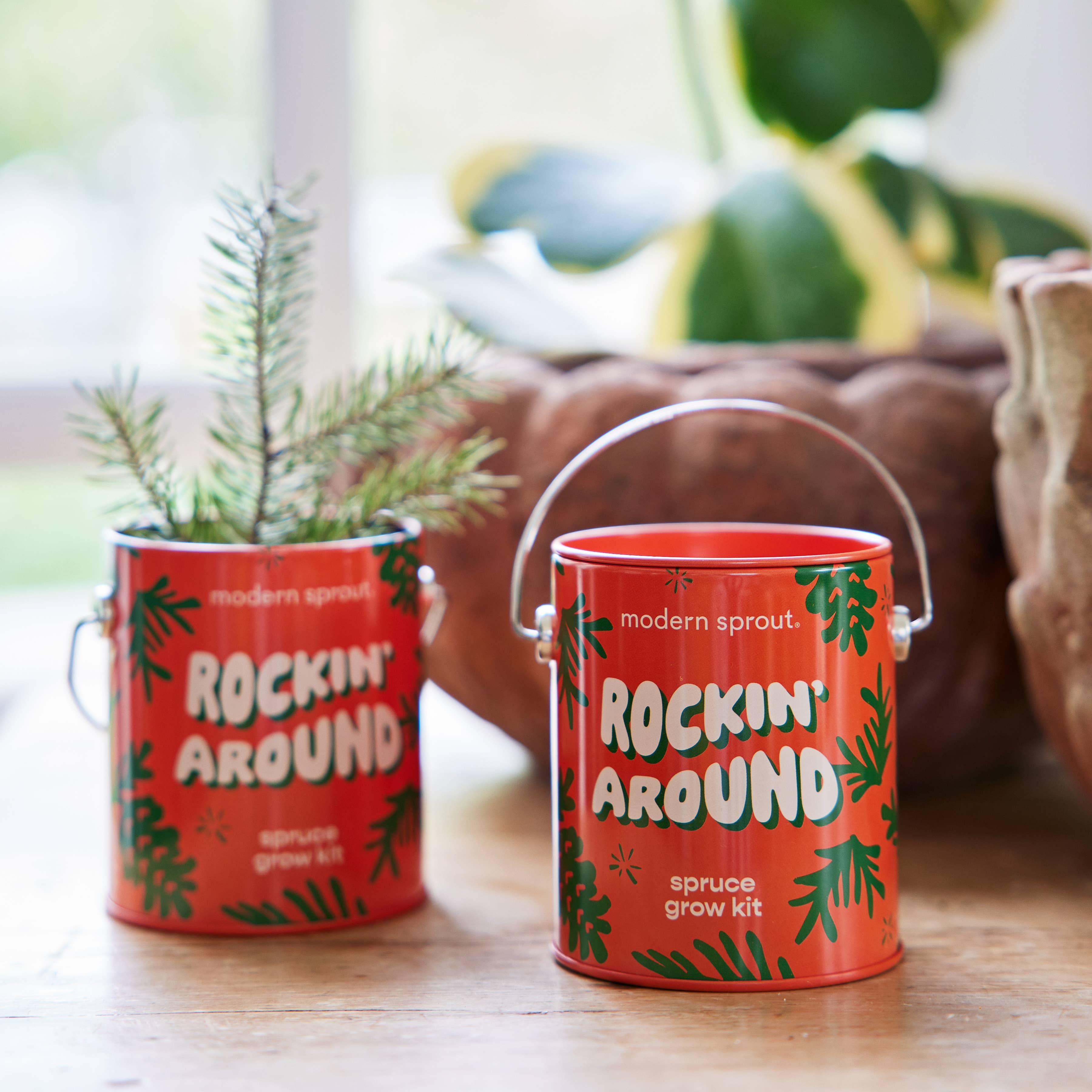 Holiday Spruce Grow Kit