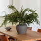 Afloral™ Real Touch Norfolk Pine Branch