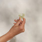 Jelly Cloud Clips