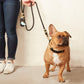 The Foggy Dog Onyx Collar