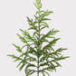 Afloral™ Real Touch Norfolk Pine Branch