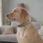 Posh Pet Collar | Upcycled Gucci & Leather