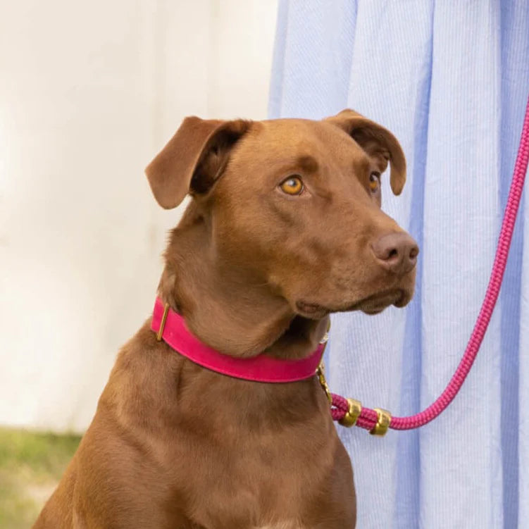 The Foggy Dog Hot Pink Collar
