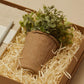Succulent in Paper Pot
