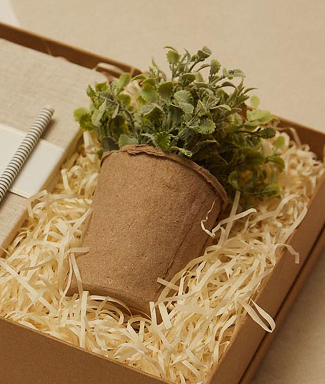 Succulent in Paper Pot