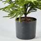 Afloral™ Artificial Norfolk Pine Tree