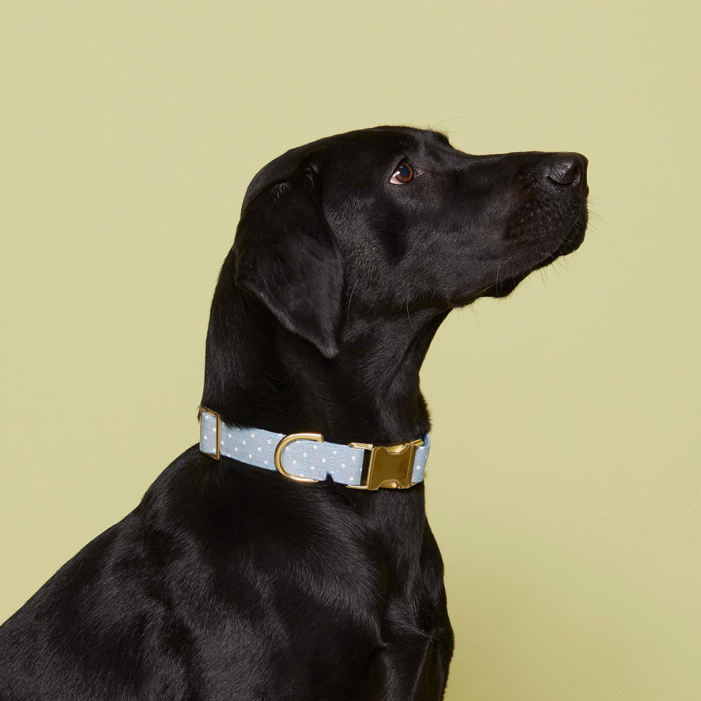 The Foggy Dog Chambray Dots Collar