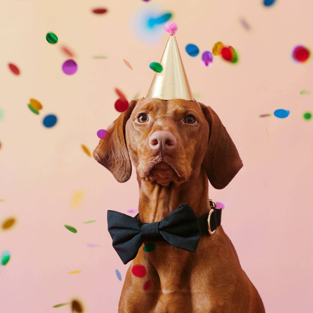 The Foggy Dog Onyx Collar